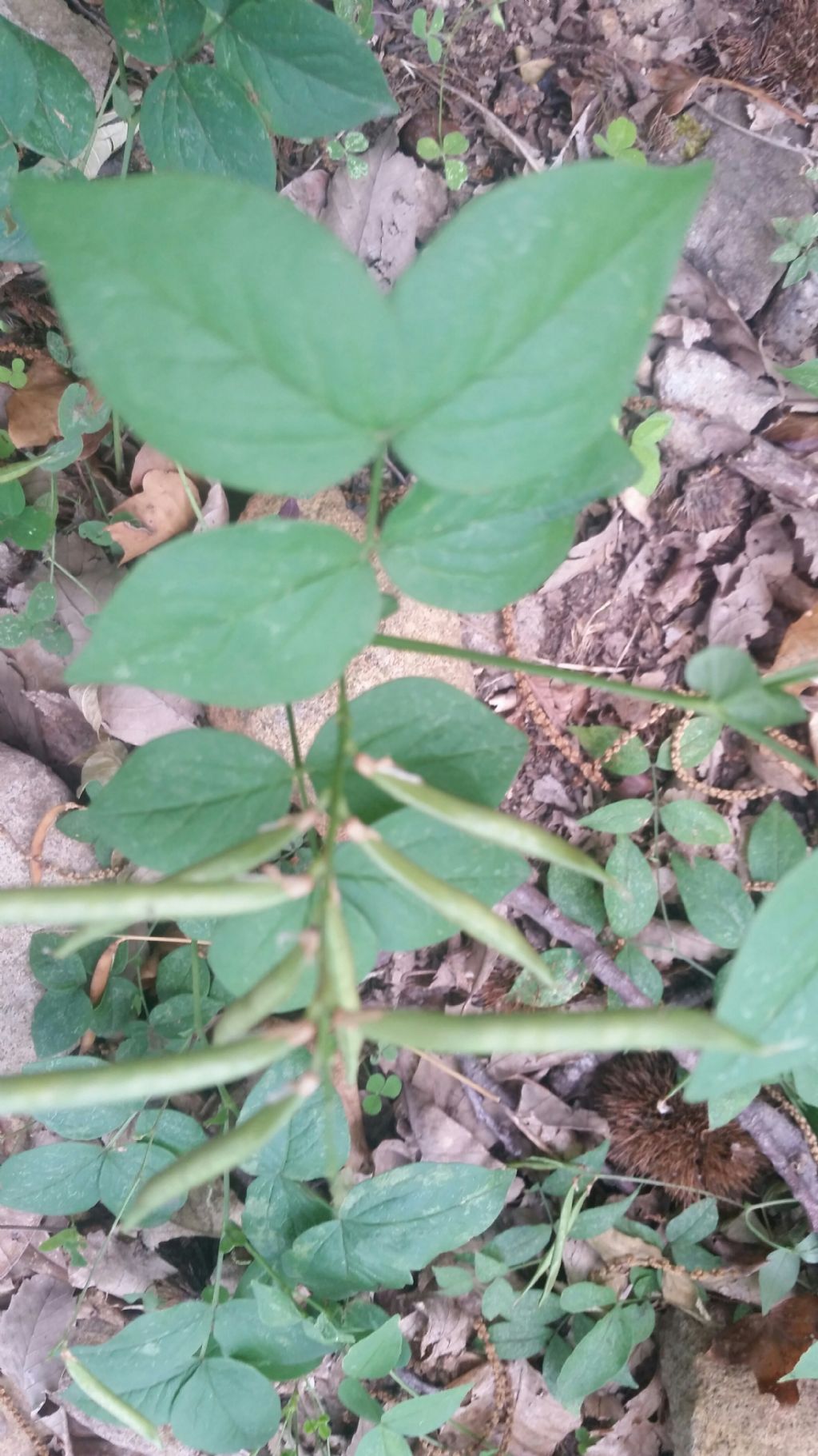 Baccelli di?  Lathyrus venetus